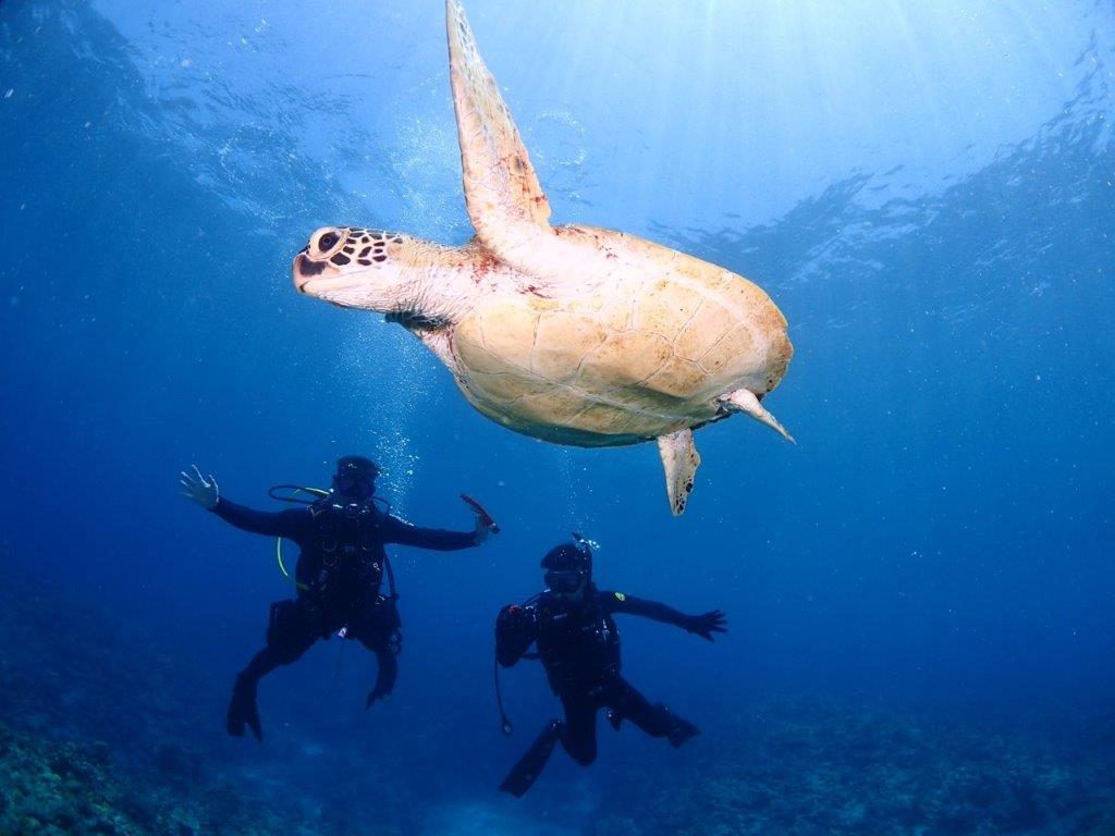 大阪 ダイビング ウミガメ
